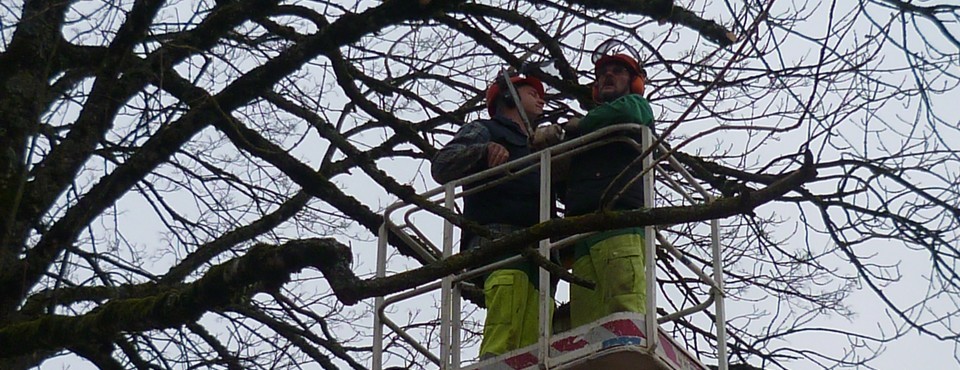 Elagage de branches à Larnod le 26 janvier 2012